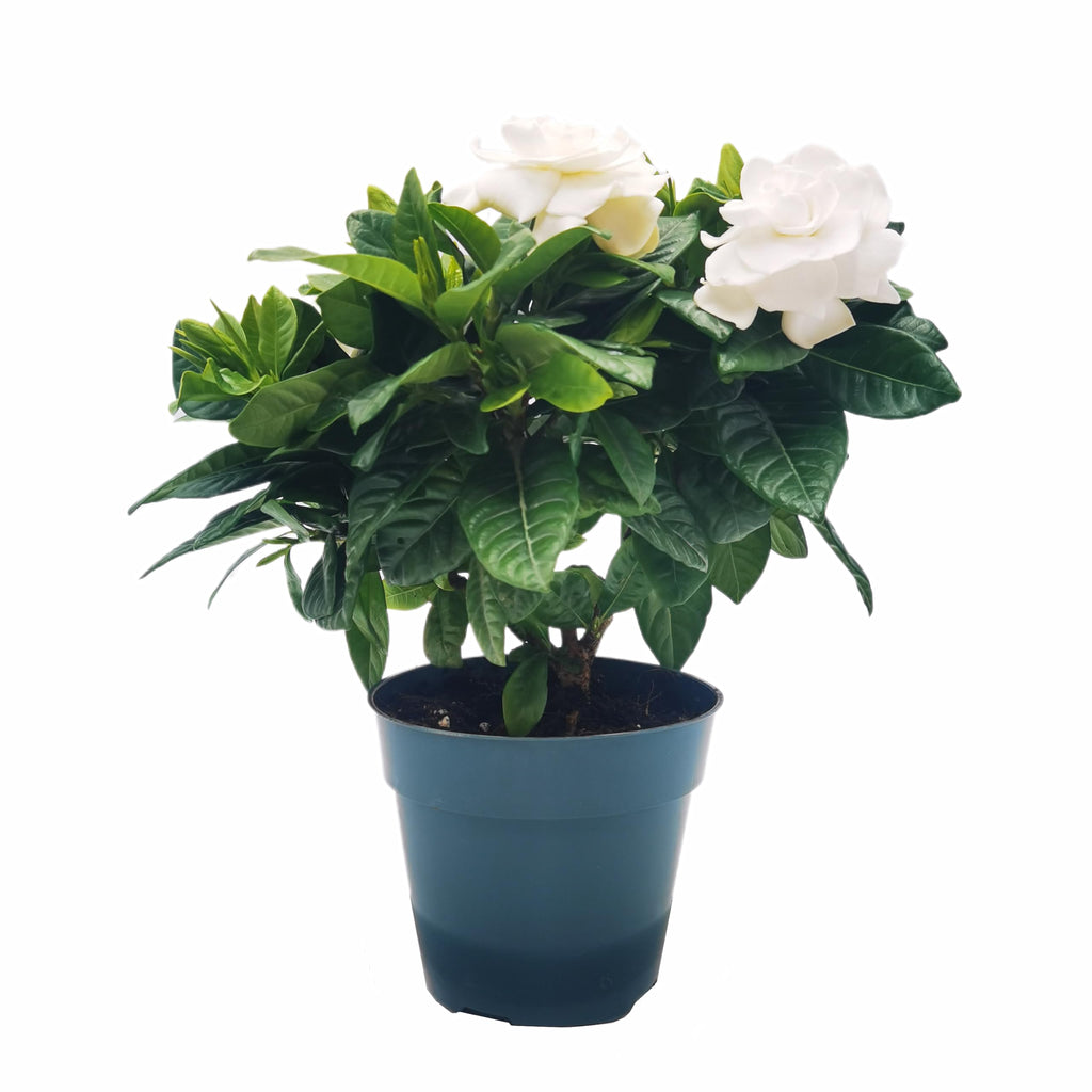 Gardenia Jasminoides Houseplant in 4.5-Inch Pots N3161
