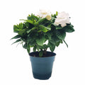 Gardenia Jasminoides Houseplant in 4.5-Inch Pots N3161