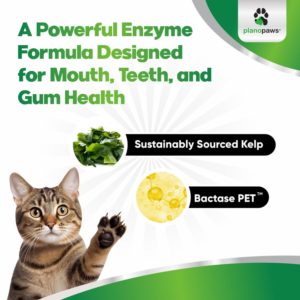 Dental Powder for Teeth Cleaning C15243