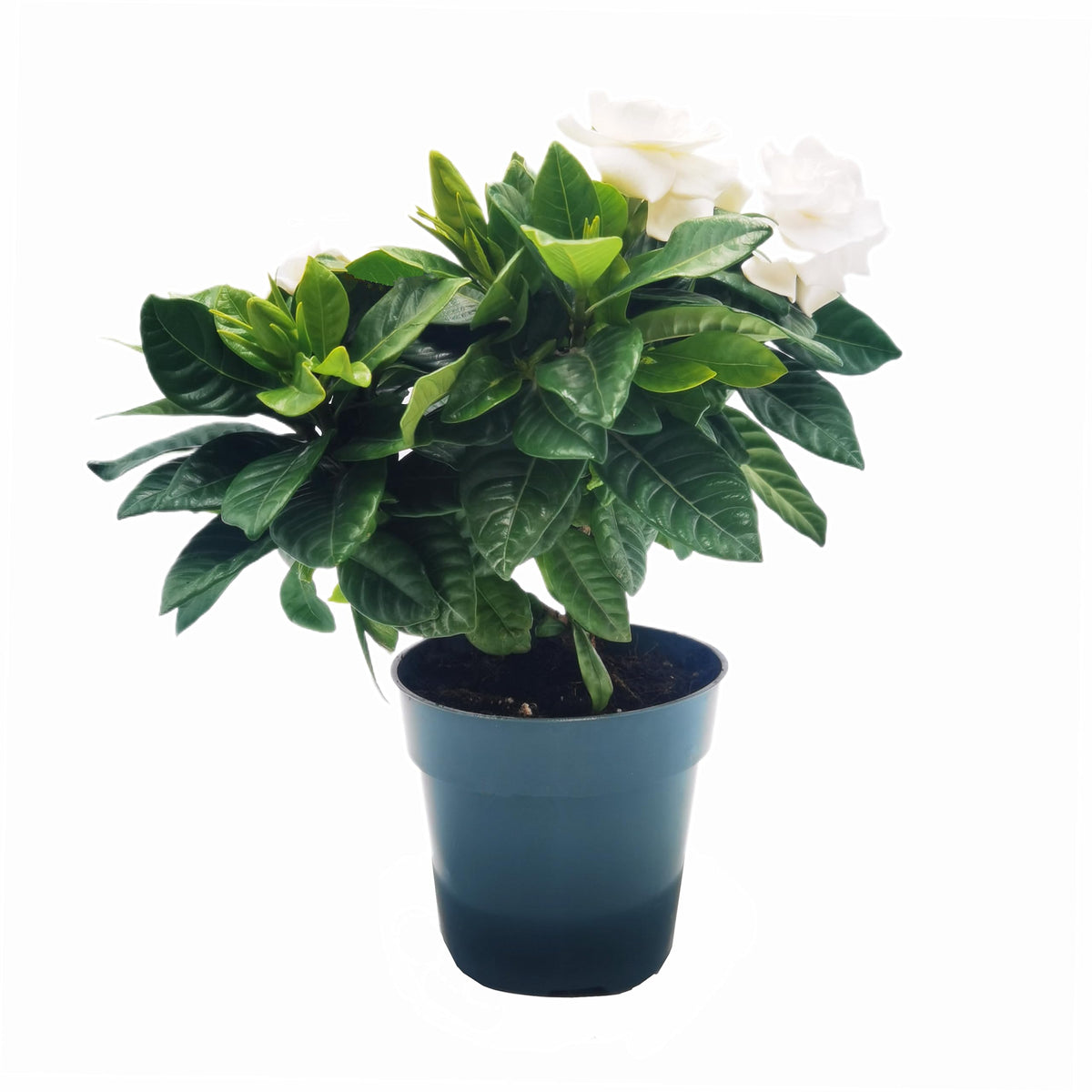 Gardenia Jasminoides Houseplant in 4.5-Inch Pots N3161