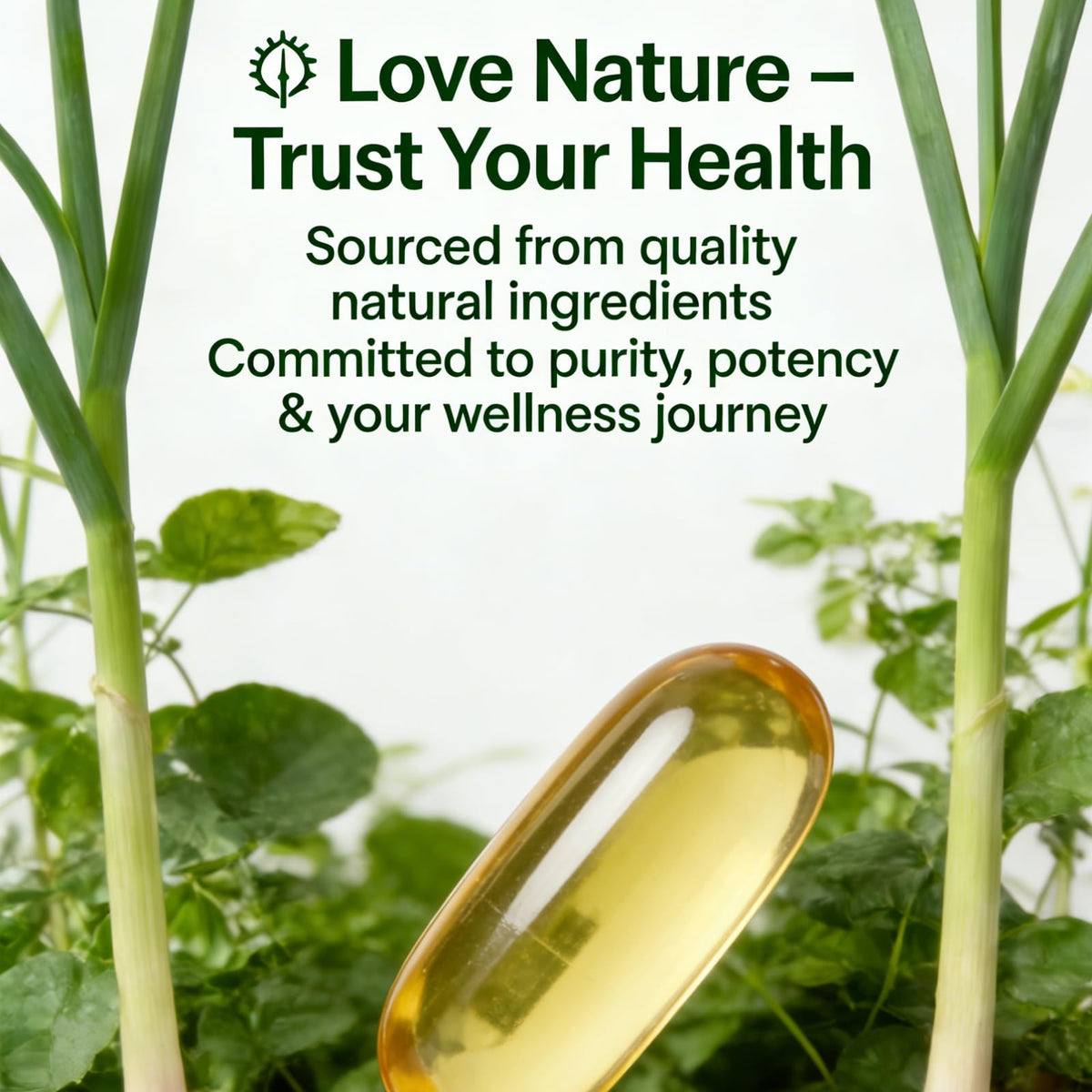 Aged Garlic Extract 300 Softgels E581681