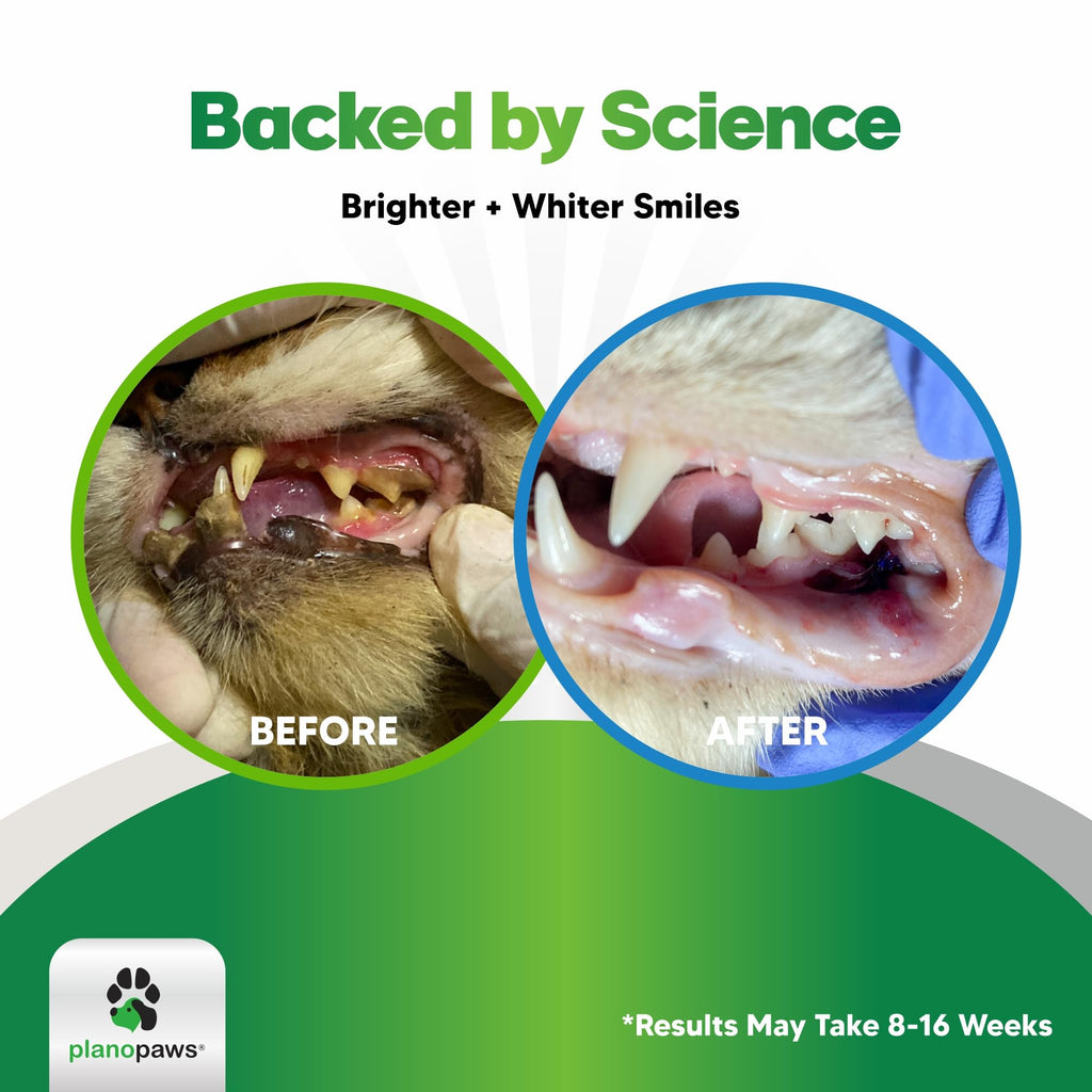 Dental Powder for Teeth Cleaning C15243