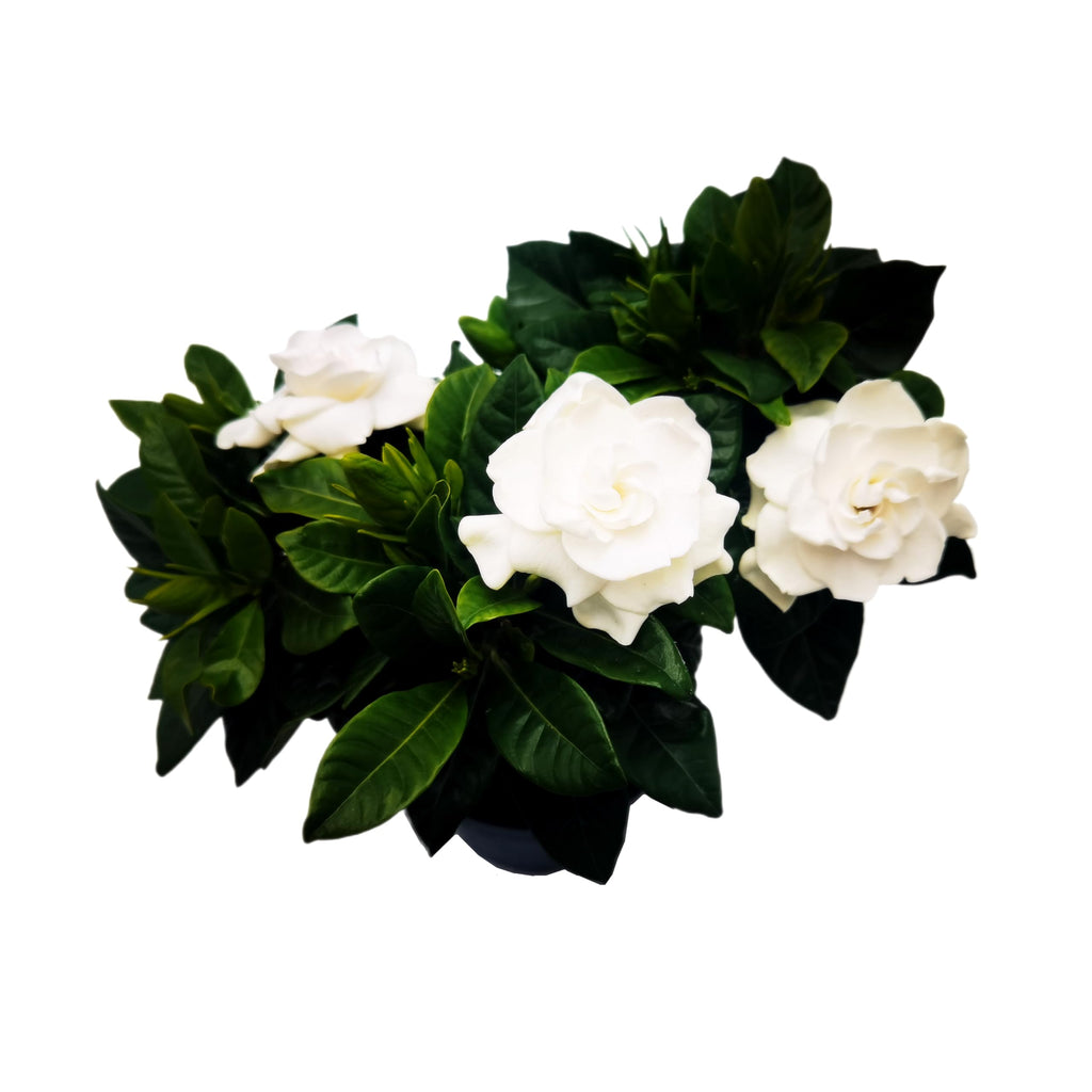 Gardenia Jasminoides Houseplant in 4.5-Inch Pots N3161