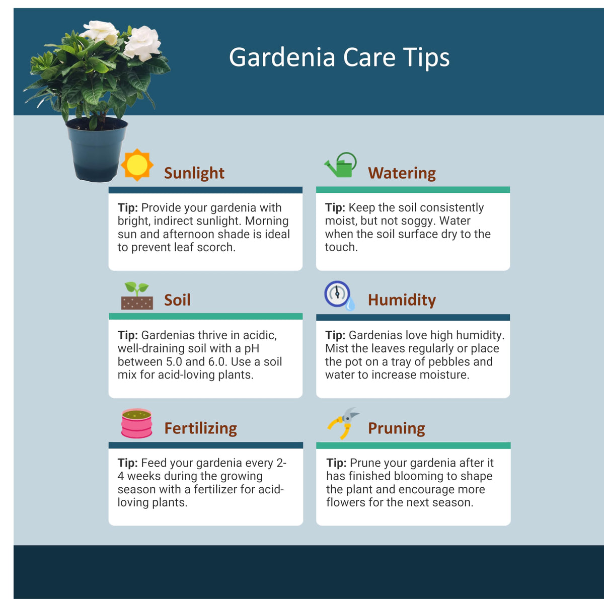 Gardenia Jasminoides Houseplant in 4.5-Inch Pots N3161