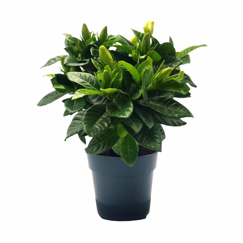 Gardenia Jasminoides Houseplant in 4.5-Inch Pots N3161