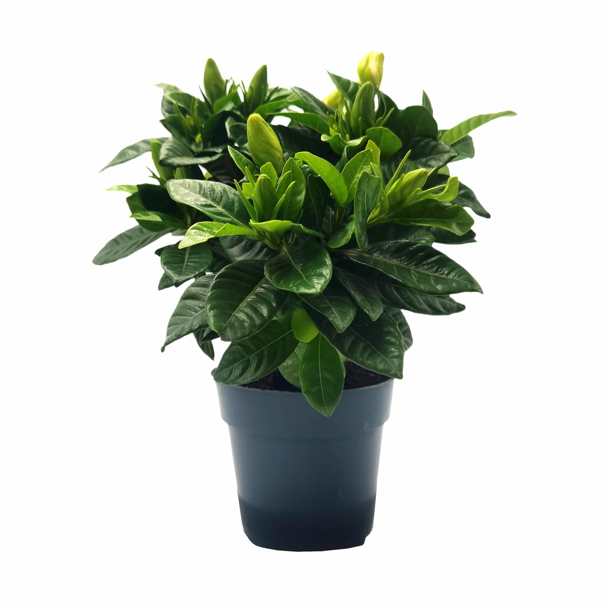 Gardenia Jasminoides Houseplant in 4.5-Inch Pots N3161