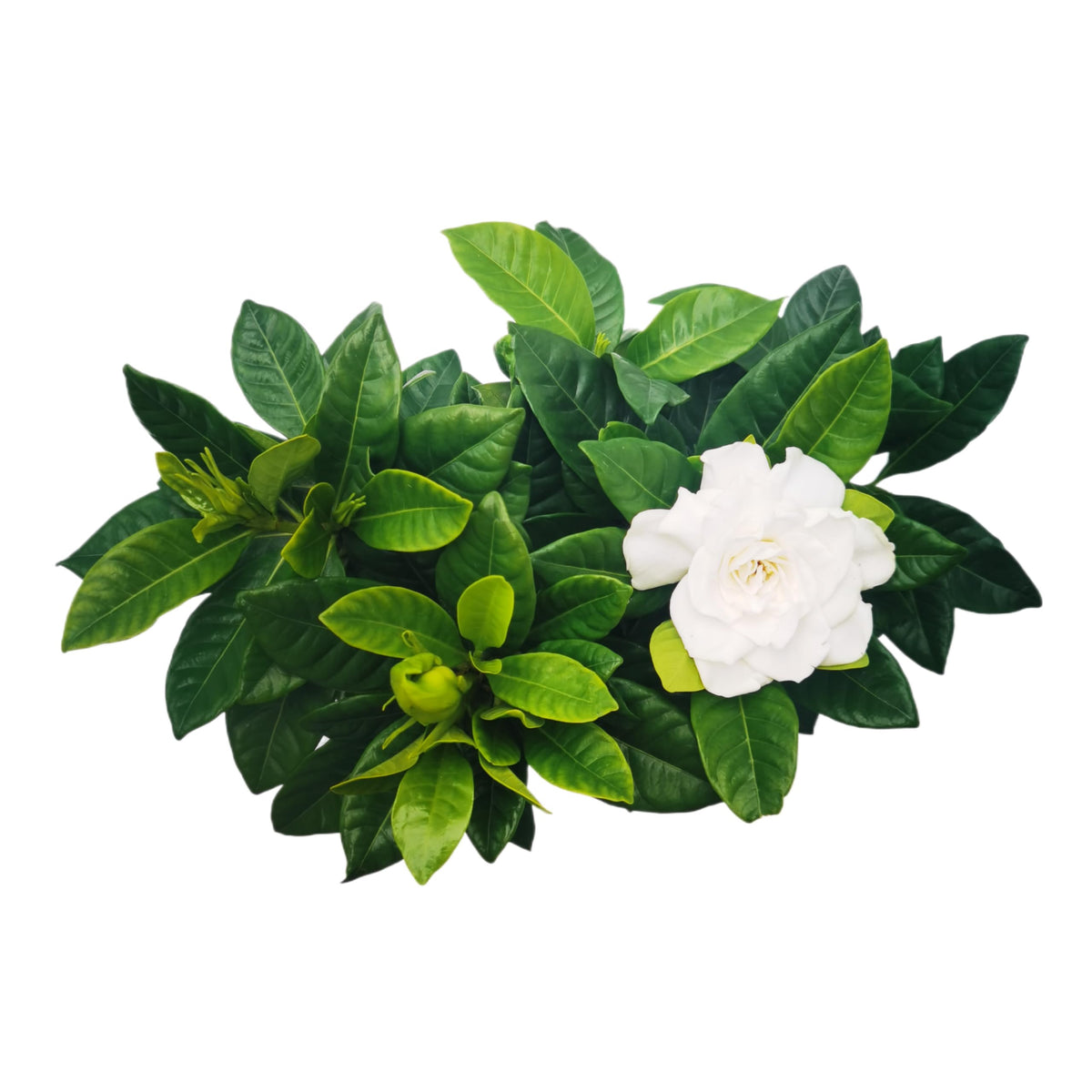 Gardenia Jasminoides Houseplant in 4.5-Inch Pots N3161