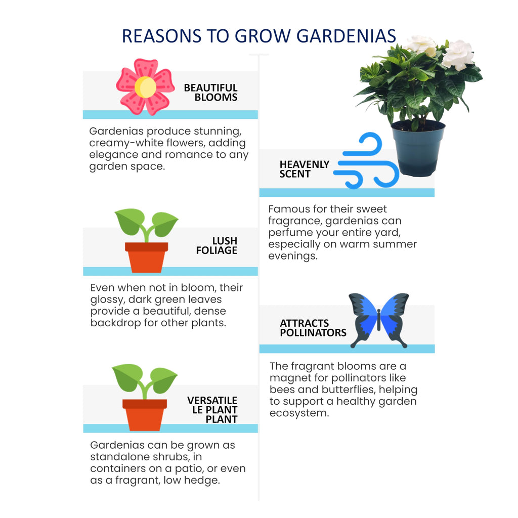Gardenia Jasminoides Houseplant in 4.5-Inch Pots N3161