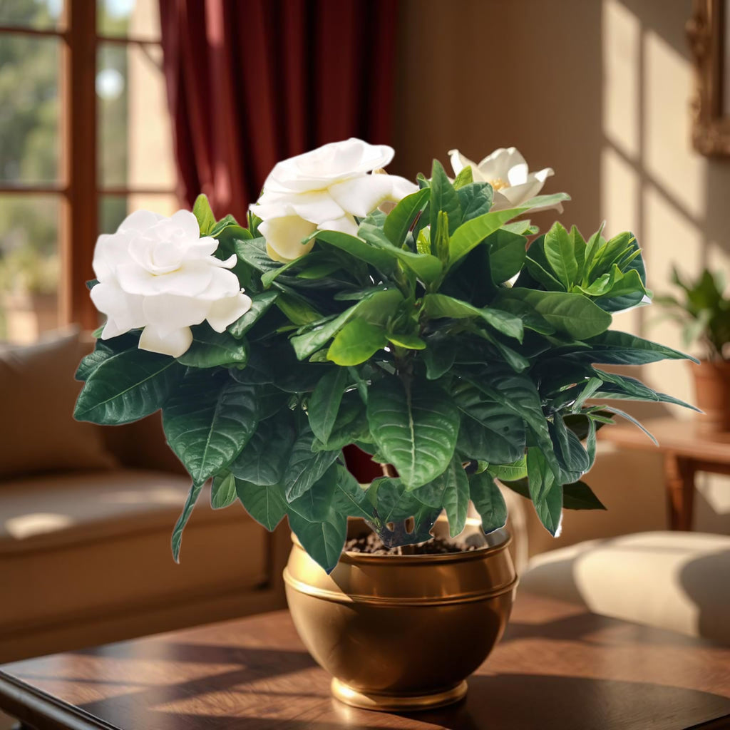 Gardenia Jasminoides Houseplant in 4.5-Inch Pots N3161