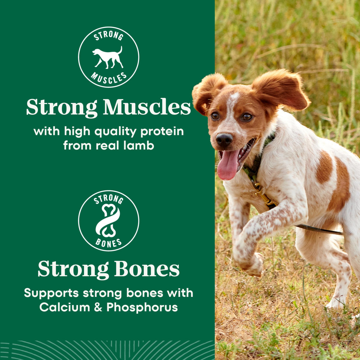 Chicken & Rice Dry Dog Food G43141
