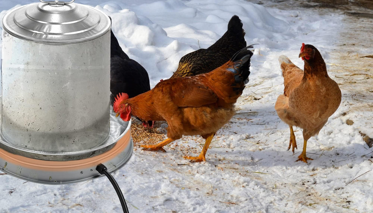 Heated Chicken Waterer 5 Gallon 125W N67248